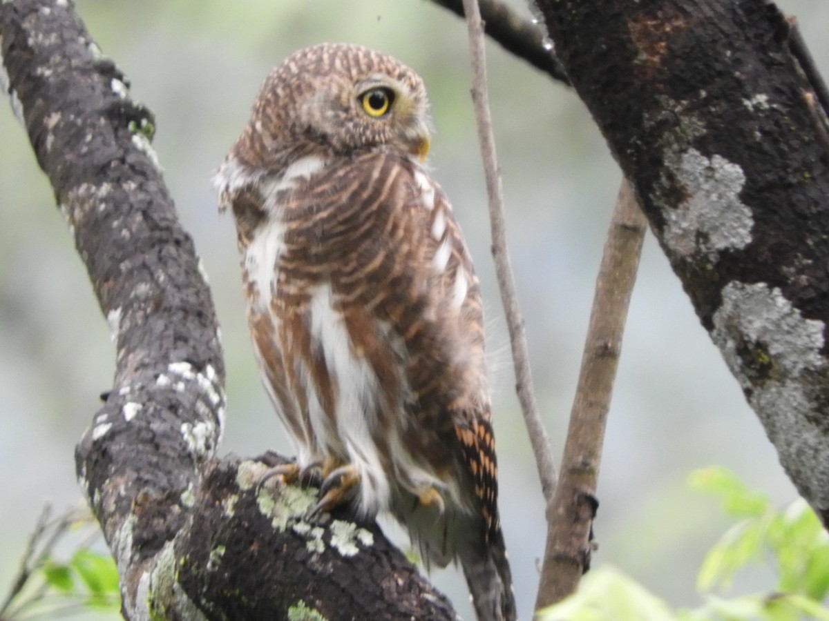 Asian Barred Owlet - ML642853788