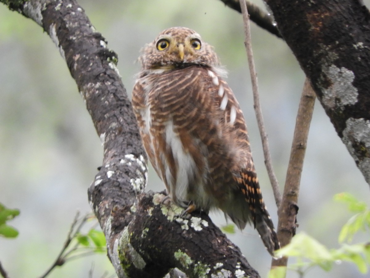 Asian Barred Owlet - ML642853789