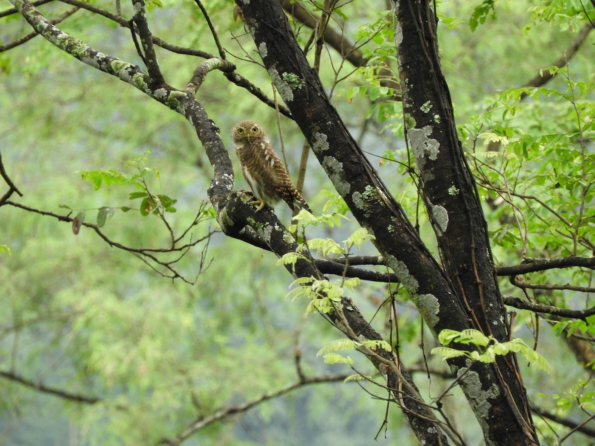 Asian Barred Owlet - ML642853790