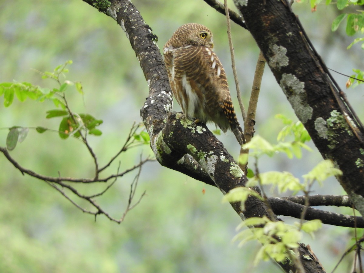 Asian Barred Owlet - ML642853791