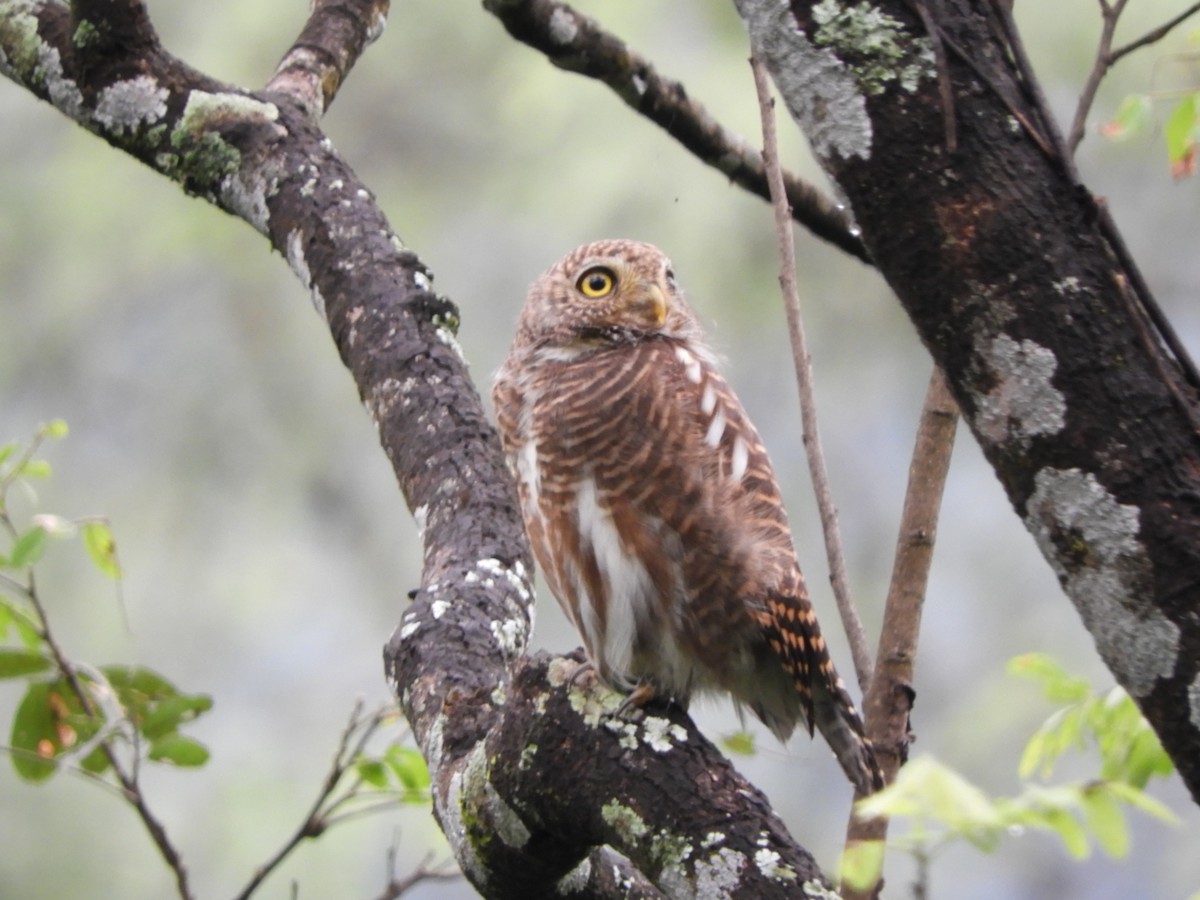 Asian Barred Owlet - ML642853793