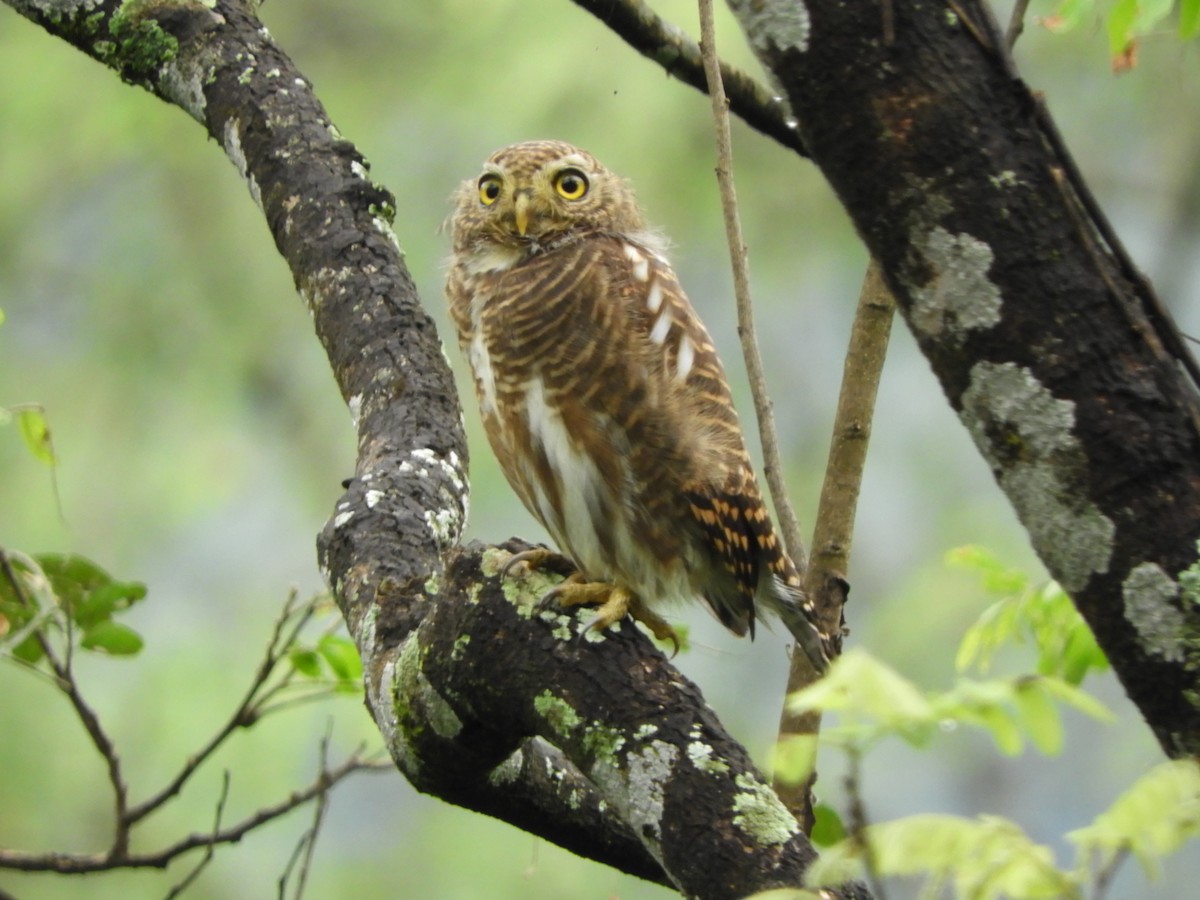 Asian Barred Owlet - ML642853794