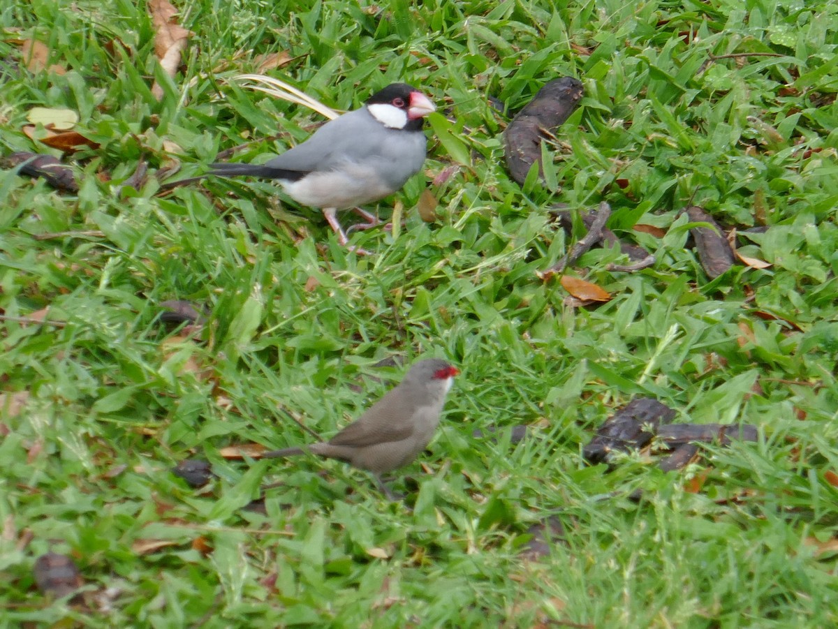 Common Waxbill - ML642853797