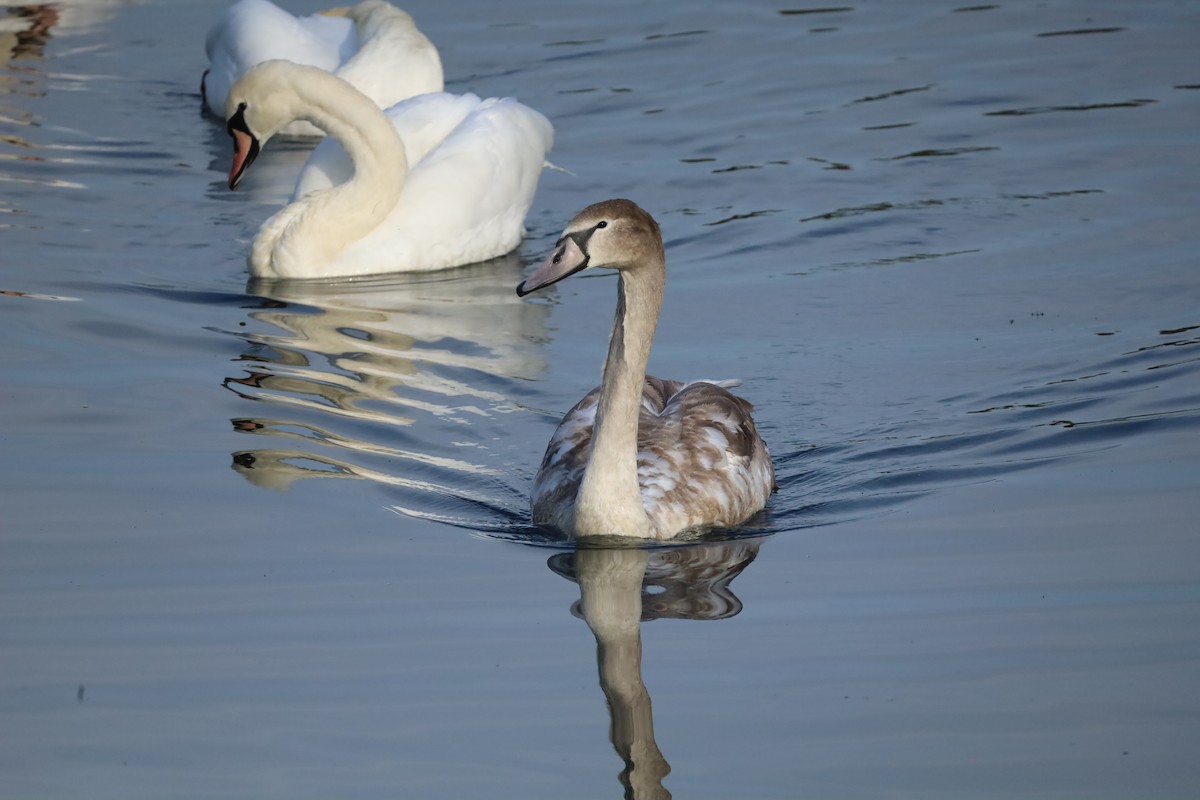 Cygne tuberculé - ML642853798