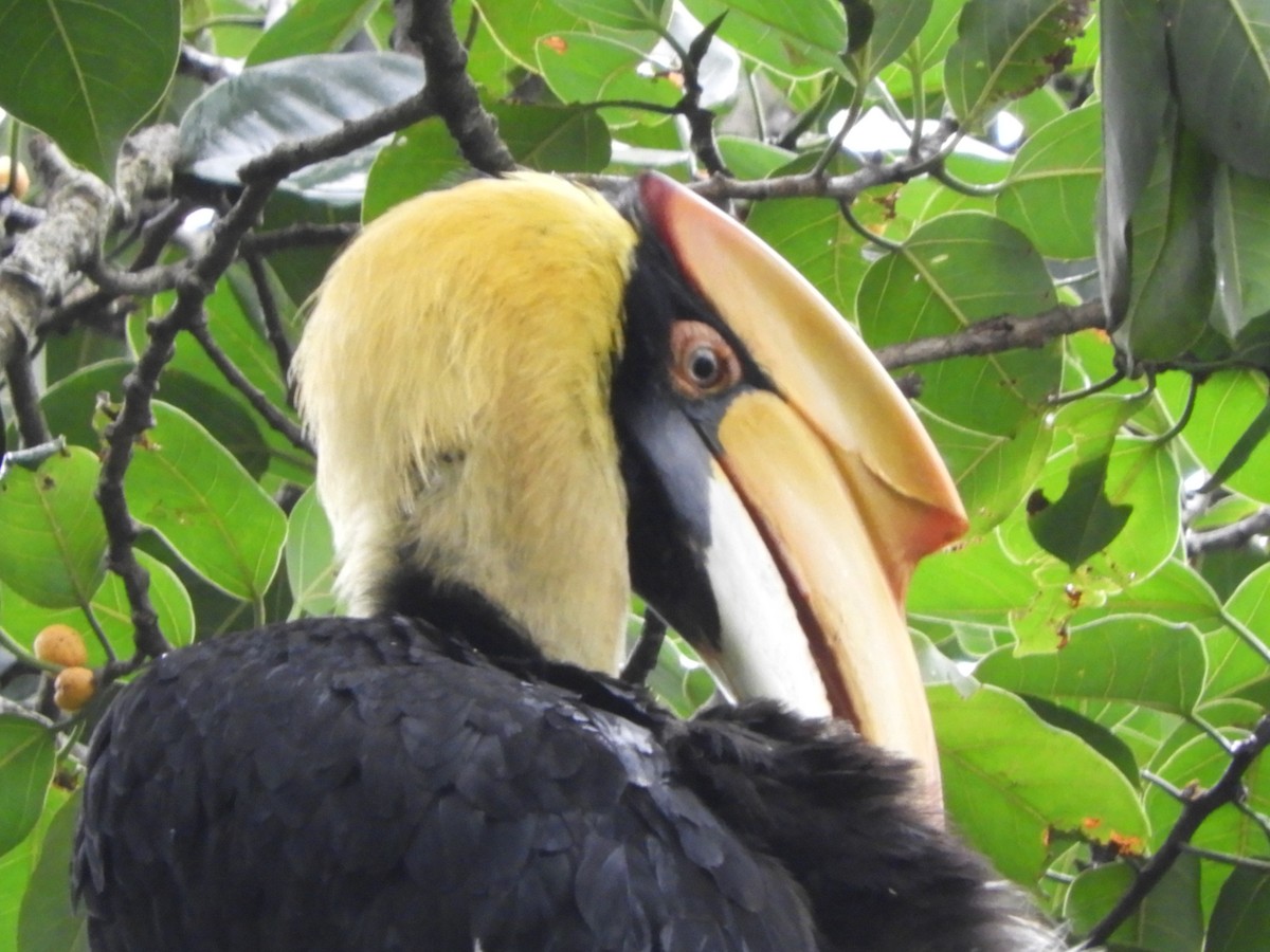 Great Hornbill - ML642853828