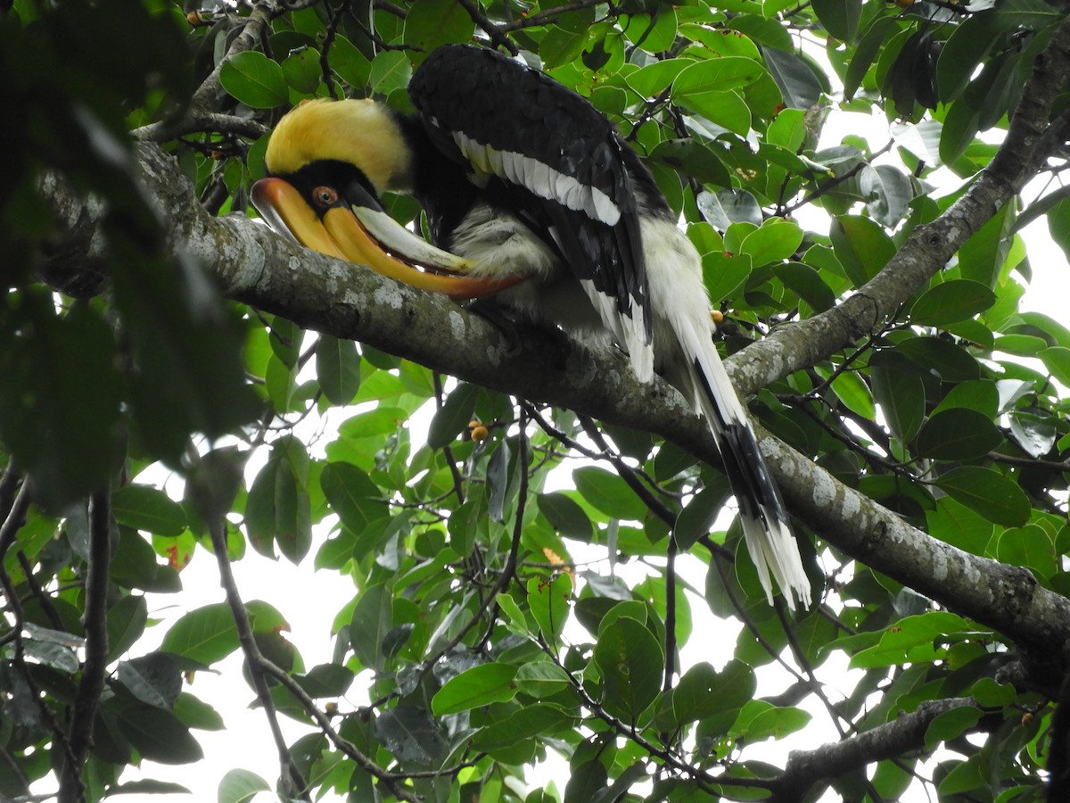 Great Hornbill - ML642853829