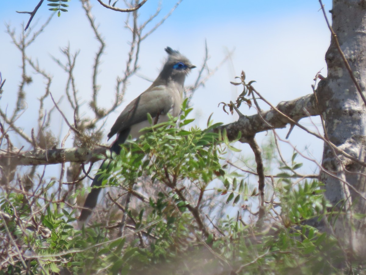 Verreaux's Coua - ML642853833