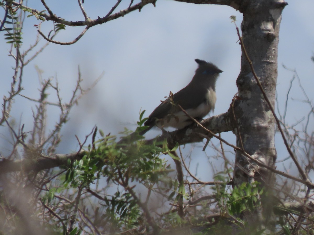 Verreaux's Coua - ML642853834