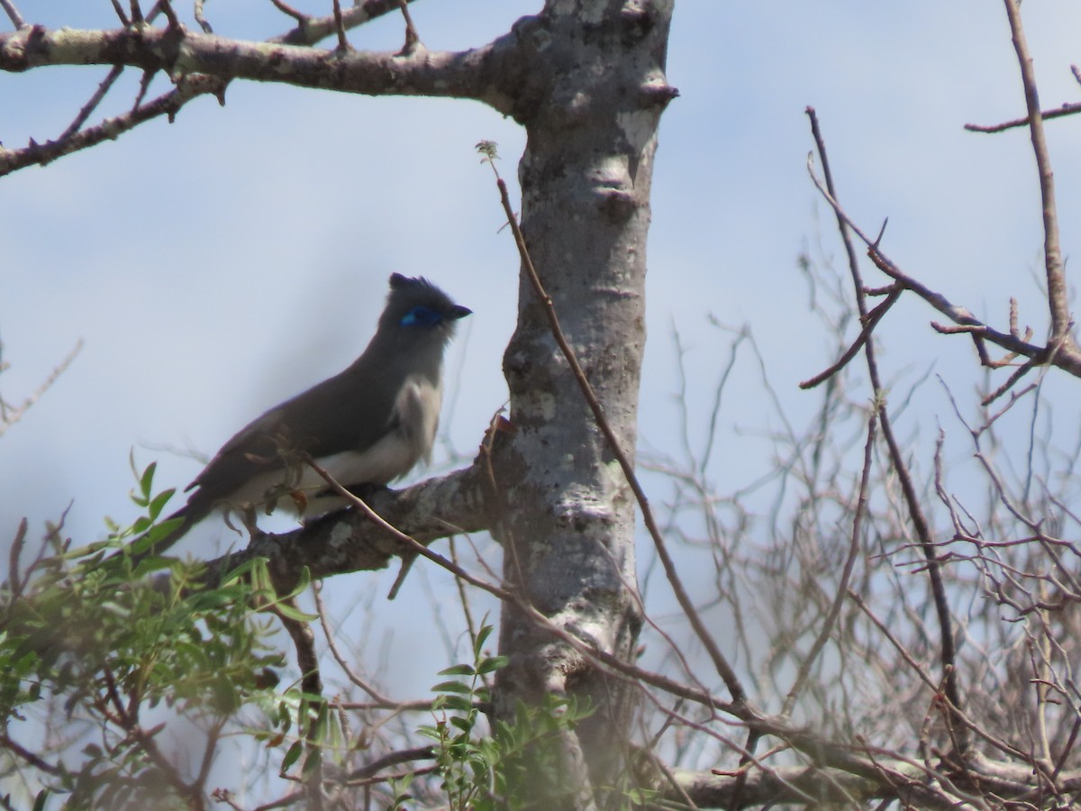Verreaux's Coua - ML642853835