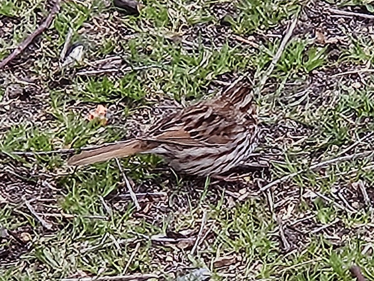 Song Sparrow - ML642853838