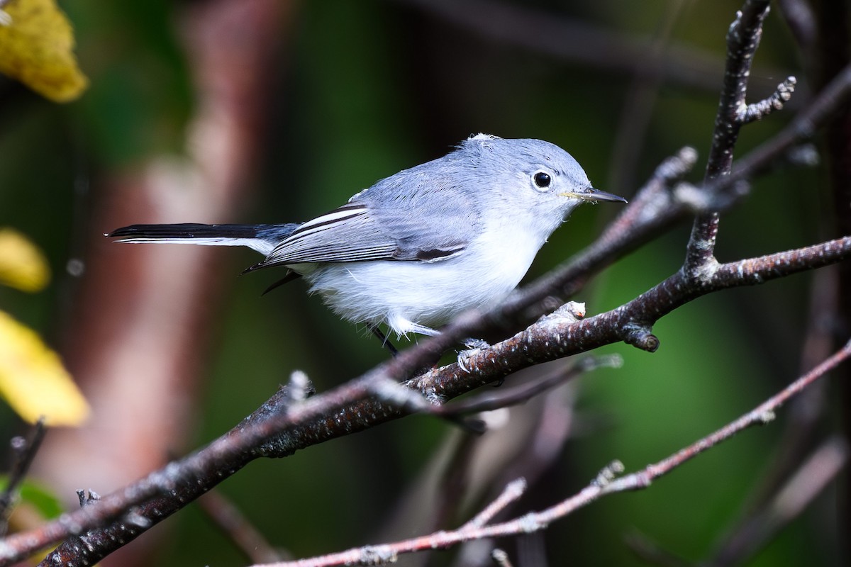 Blue-gray Gnatcatcher - ML642853840
