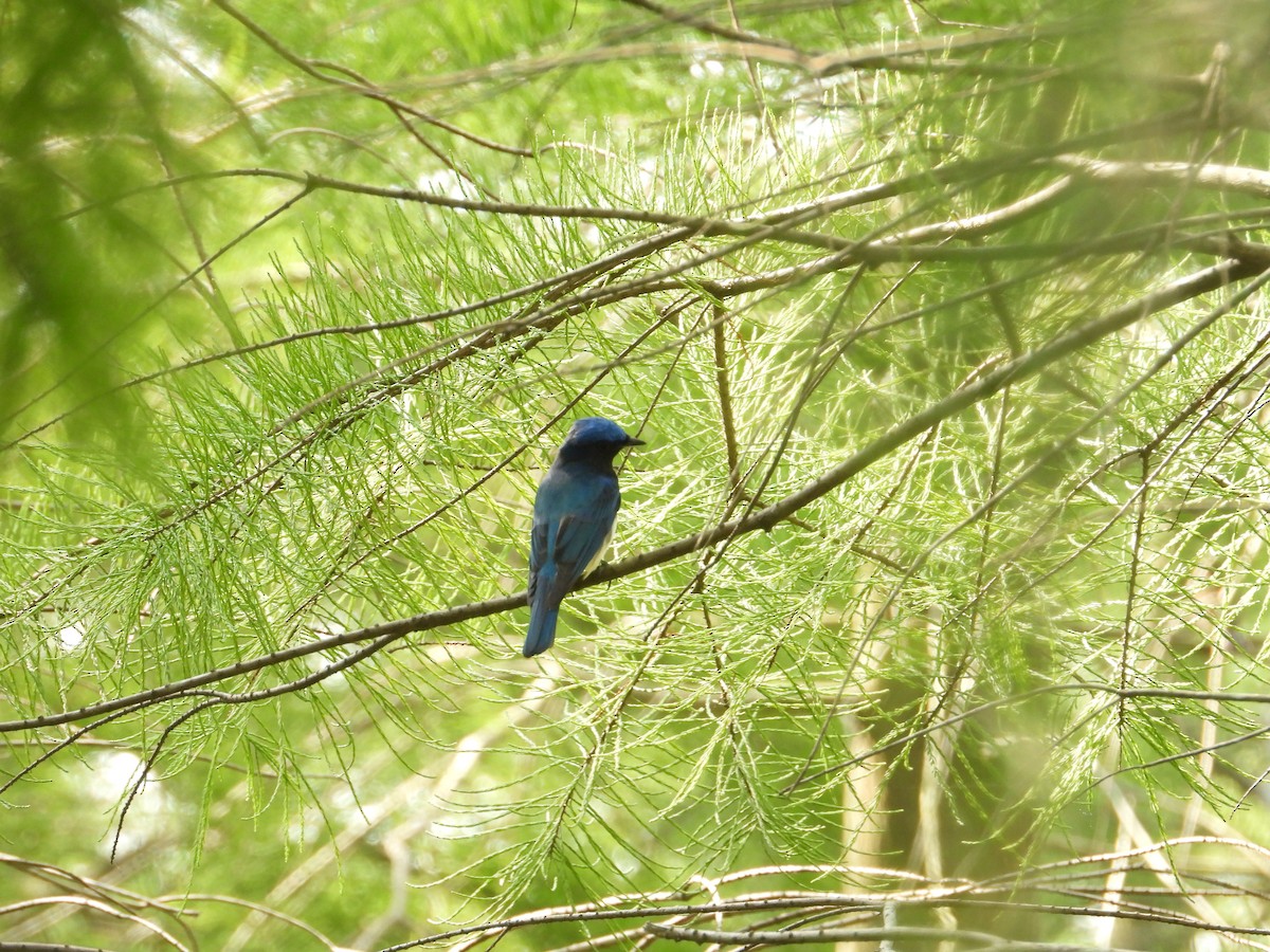Blue-and-white Flycatcher - ML642853844
