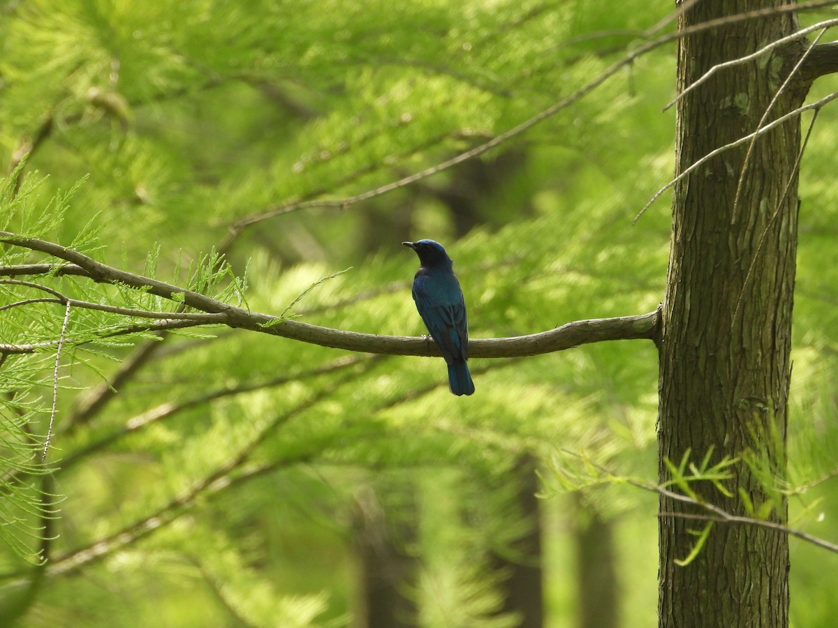 Blue-and-white Flycatcher - ML642853862