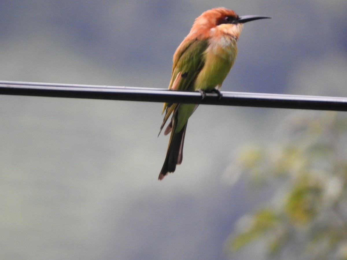 Chestnut-headed Bee-eater - ML642853870