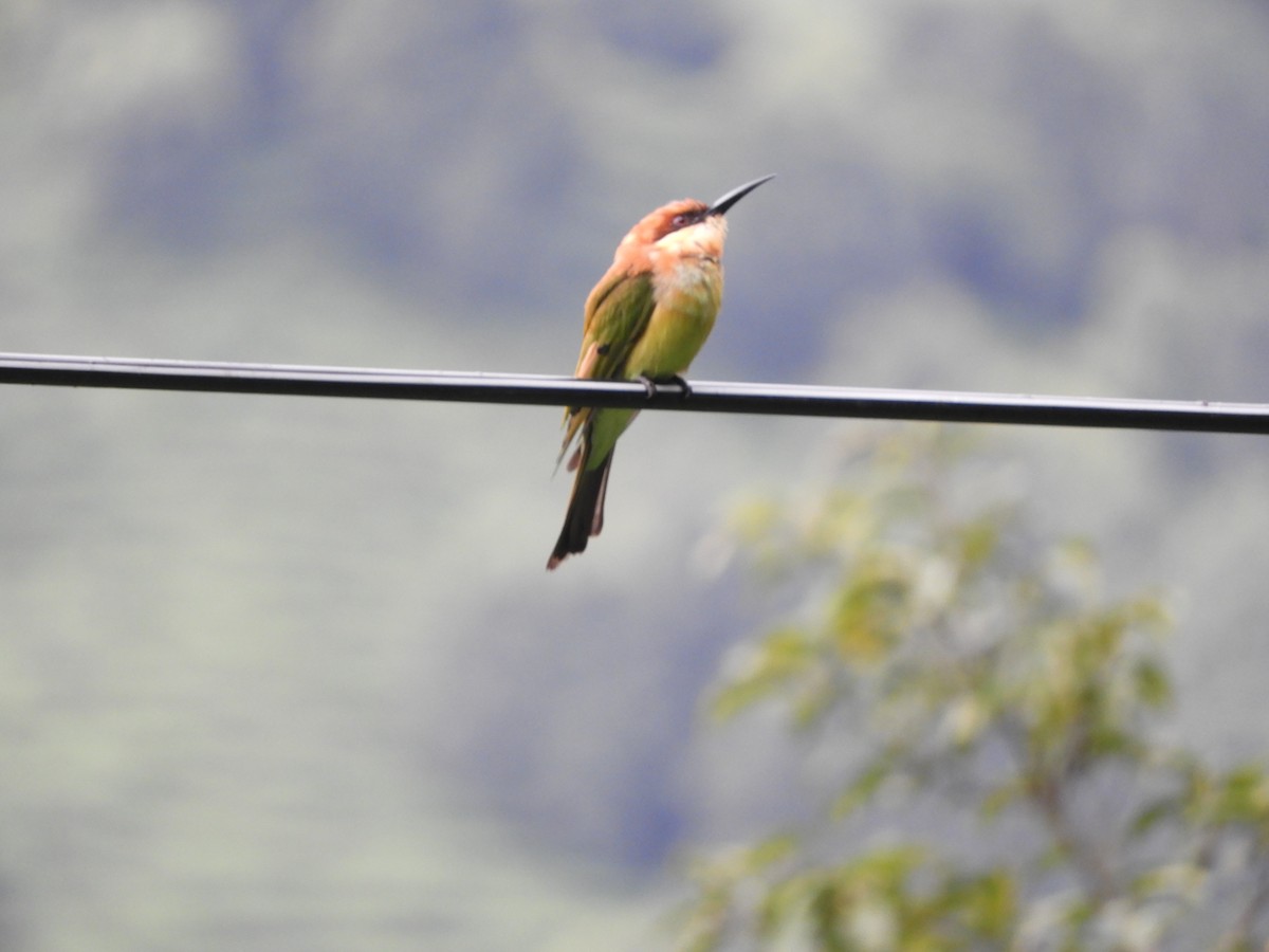 Chestnut-headed Bee-eater - ML642853871