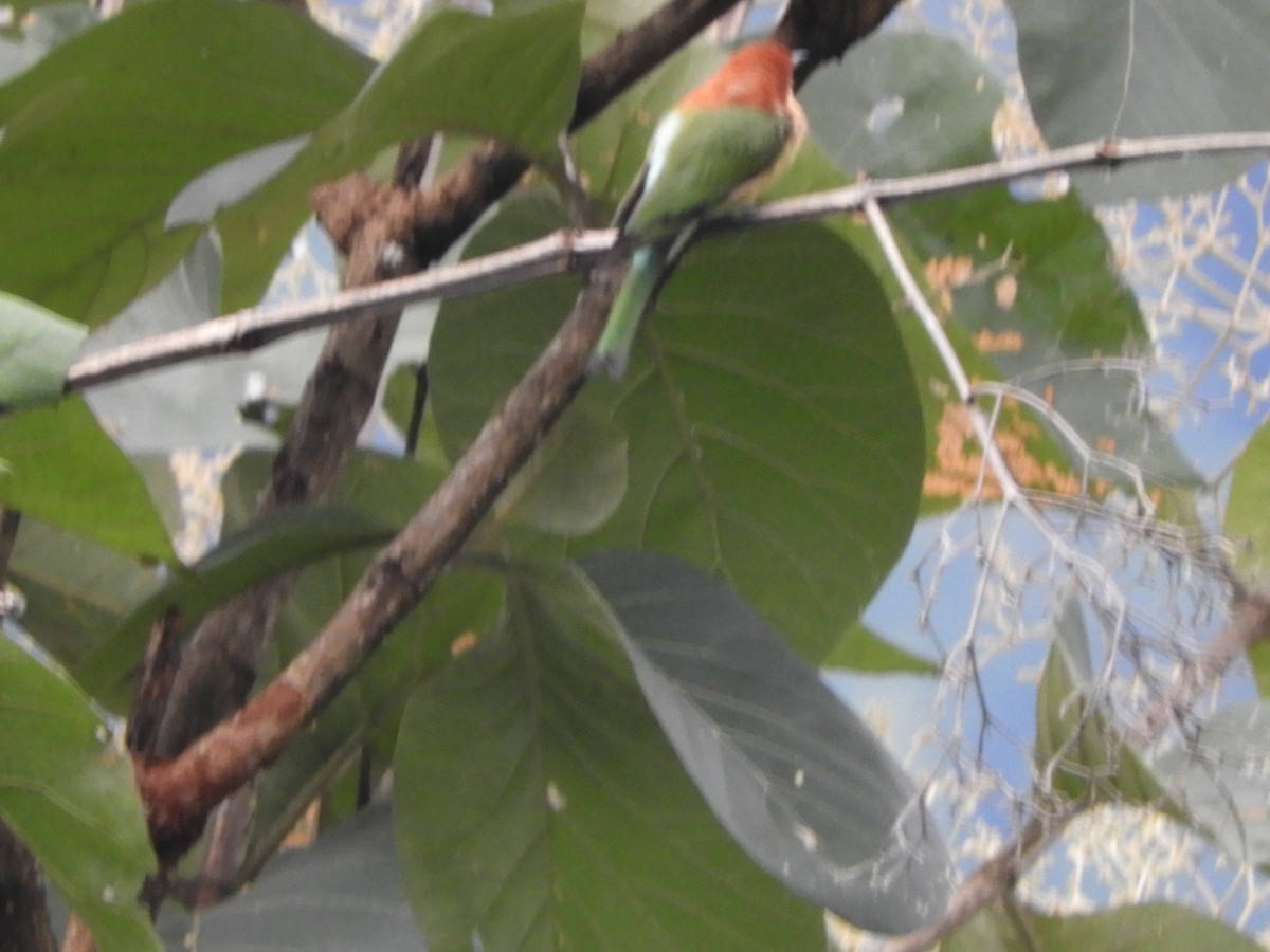 Chestnut-headed Bee-eater - ML642853872