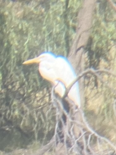 Great Egret - ML642853899