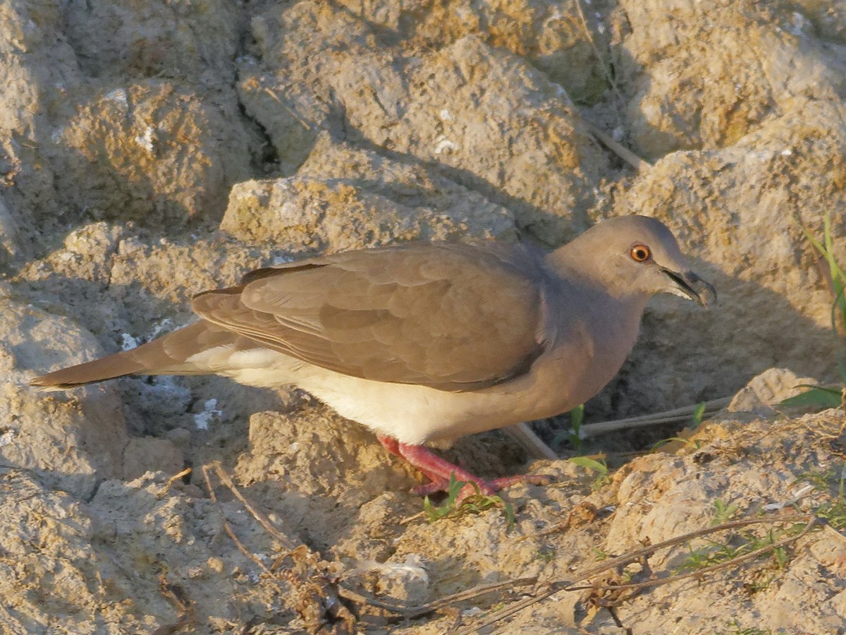 White-tipped Dove - ML642853913