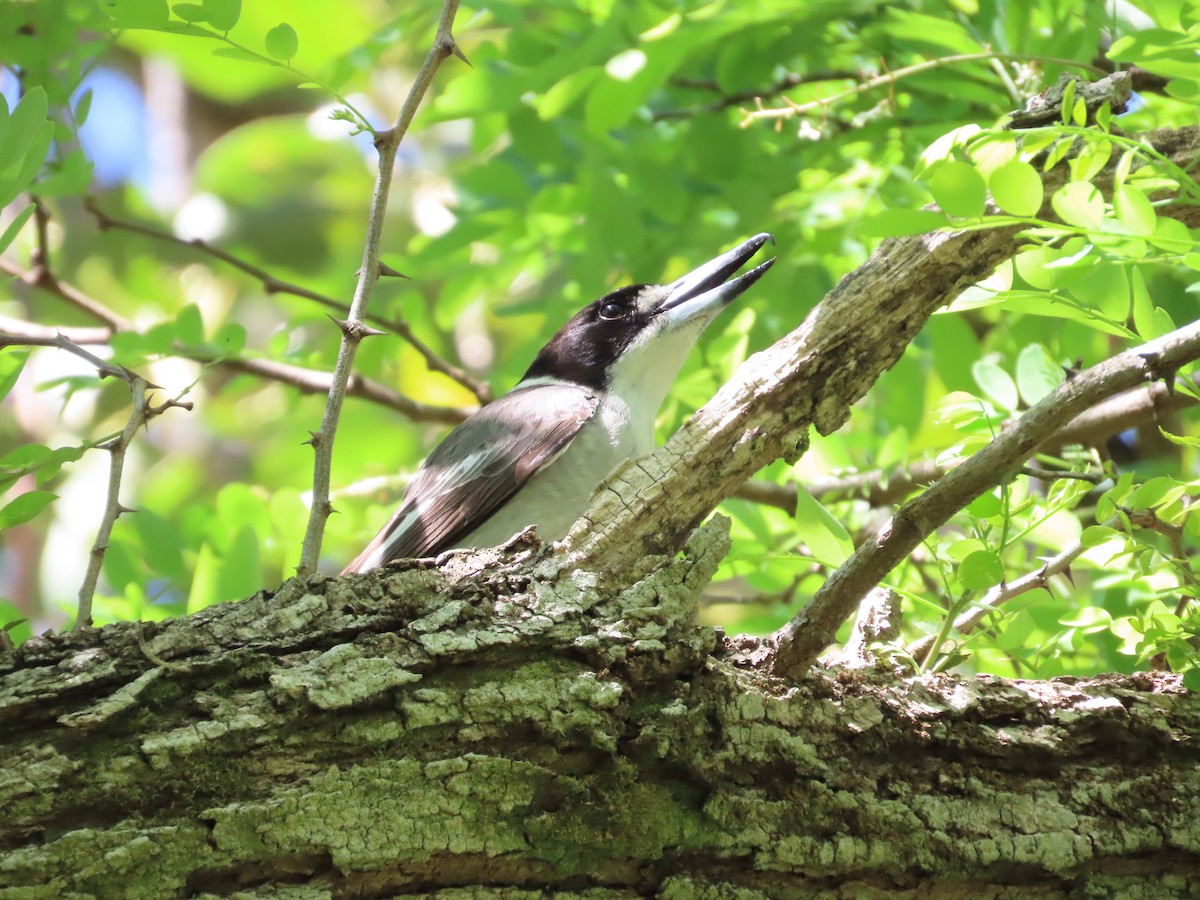 Gray Butcherbird - ML642853922