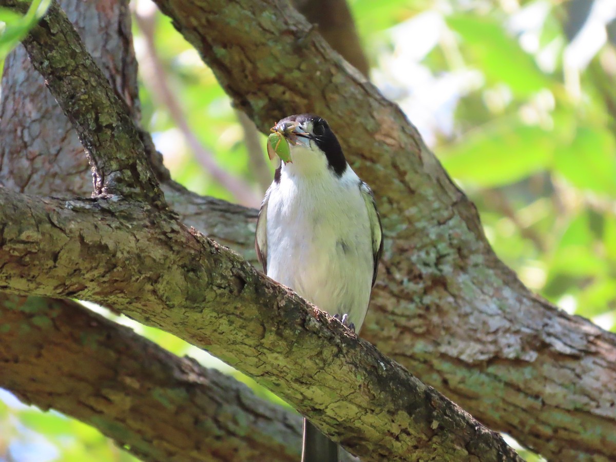 Gray Butcherbird - ML642853923