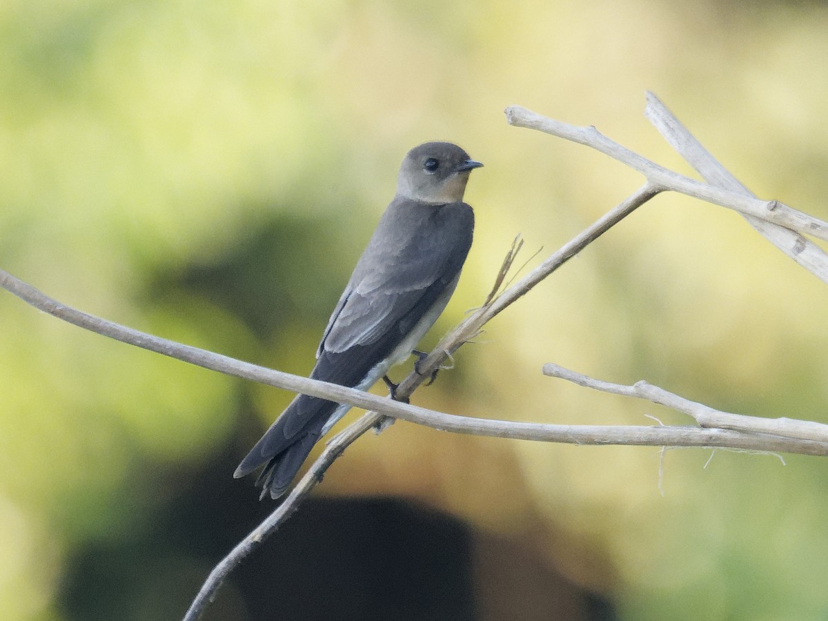 Southern Rough-winged Swallow - ML642853926