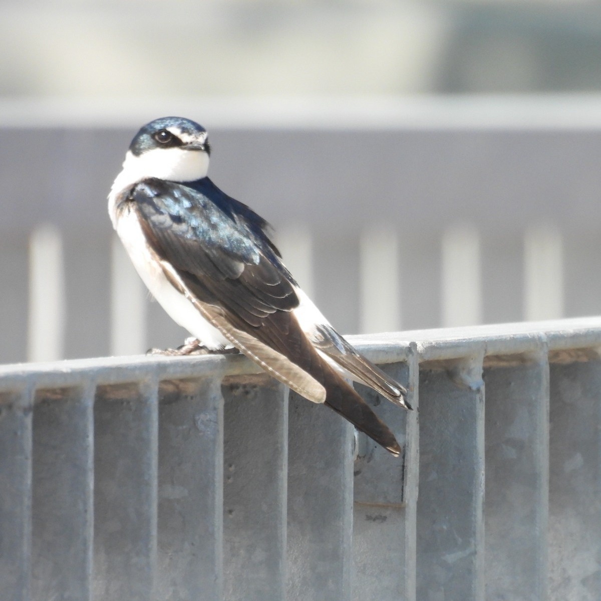 White-rumped Swallow - ML642853929
