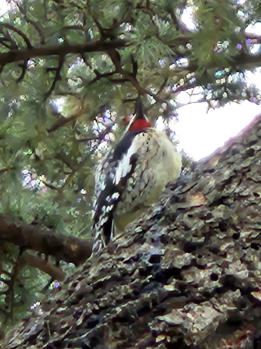 Yellow-bellied Sapsucker - ML642853930