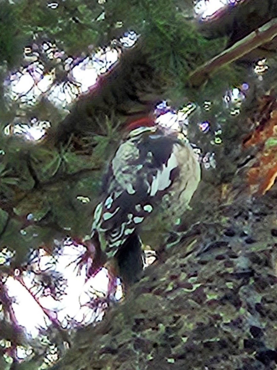 Yellow-bellied Sapsucker - ML642853931