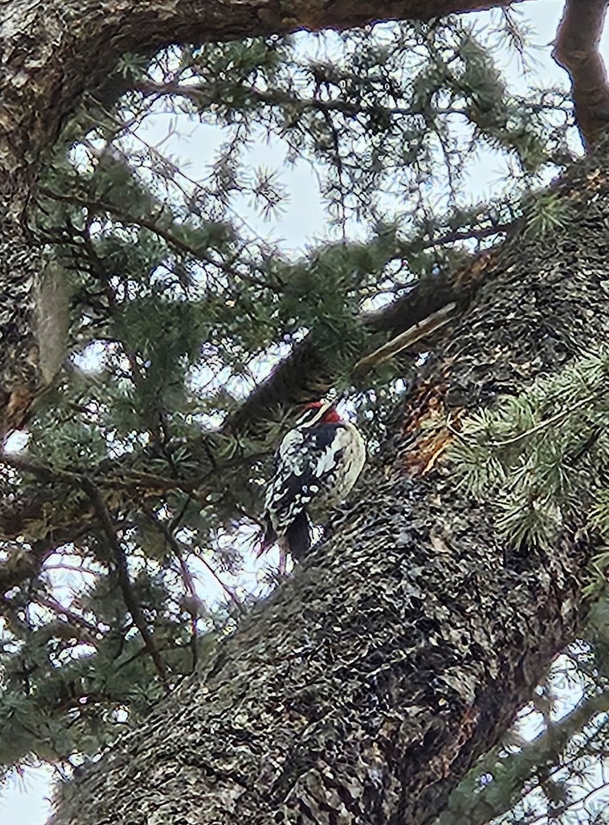 Yellow-bellied Sapsucker - ML642853932
