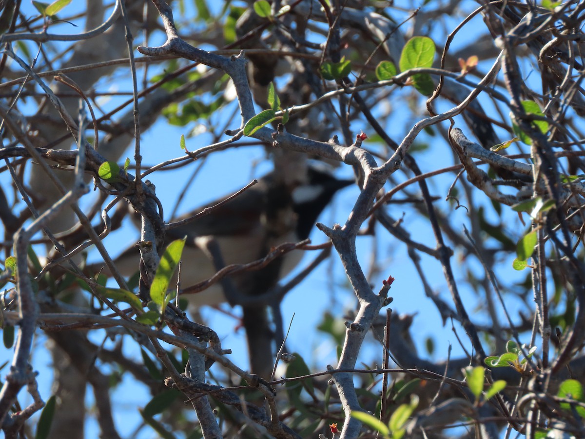 Red-shouldered Vanga - ML642853935
