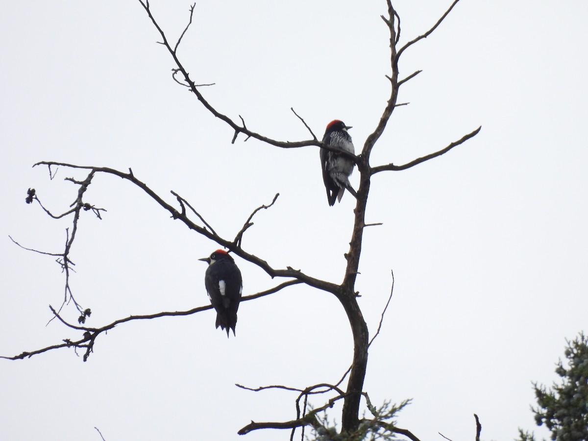 Acorn Woodpecker - ML642853939
