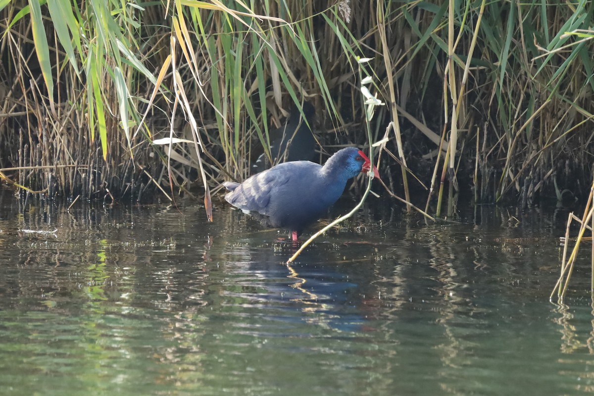 Western Swamphen - ML642853940