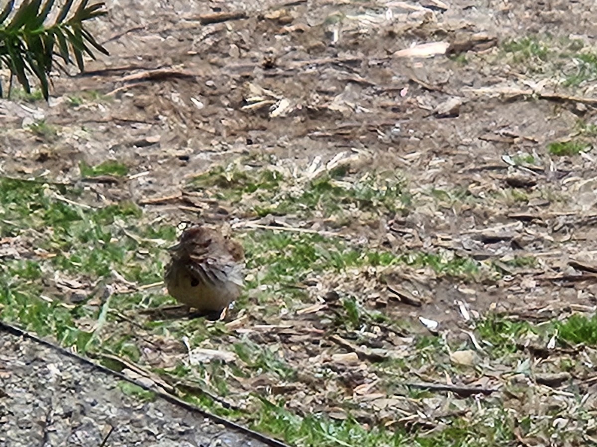 Song Sparrow - ML642853941