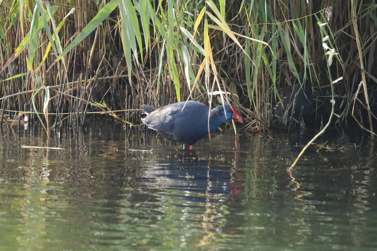 Western Swamphen - ML642853944