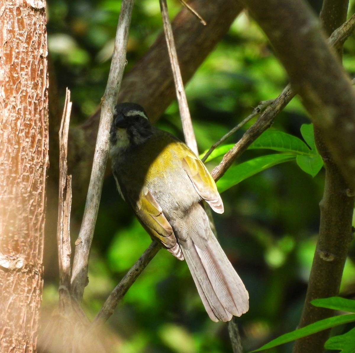 Green-winged Saltator - ML642853945