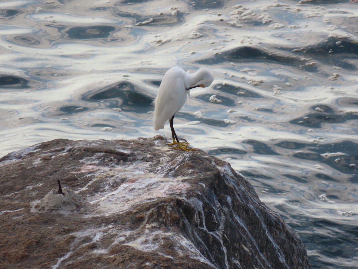 Snowy Egret - ML642853946