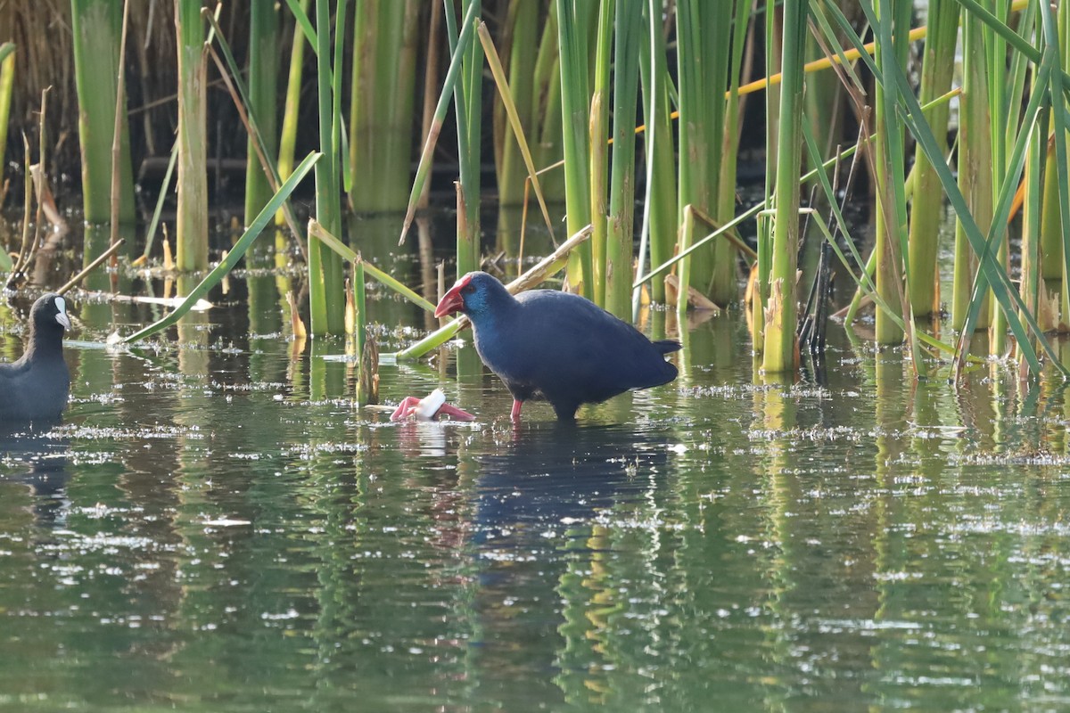Western Swamphen - ML642853948