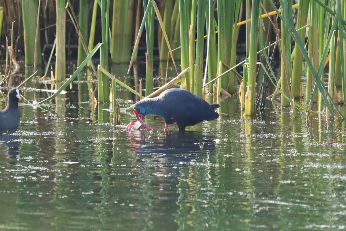 Western Swamphen - ML642853949