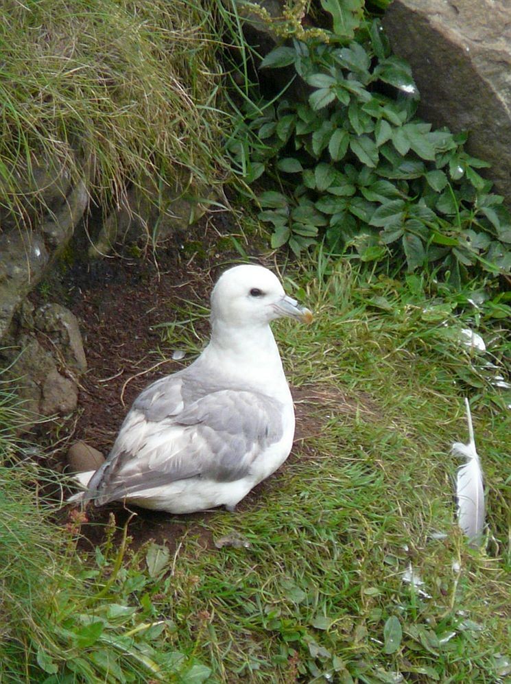Northern Fulmar - ML642853950