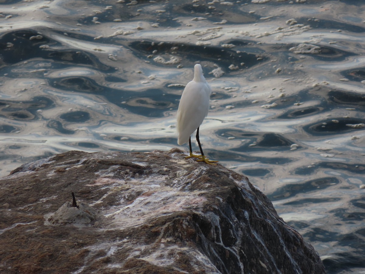 Snowy Egret - ML642853952