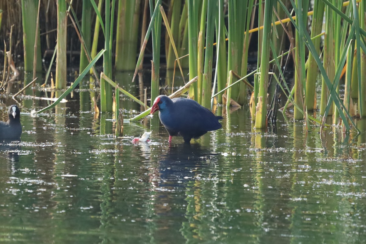 Western Swamphen - ML642853954