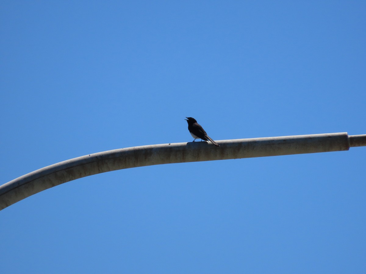 Willie-wagtail - ML642853955
