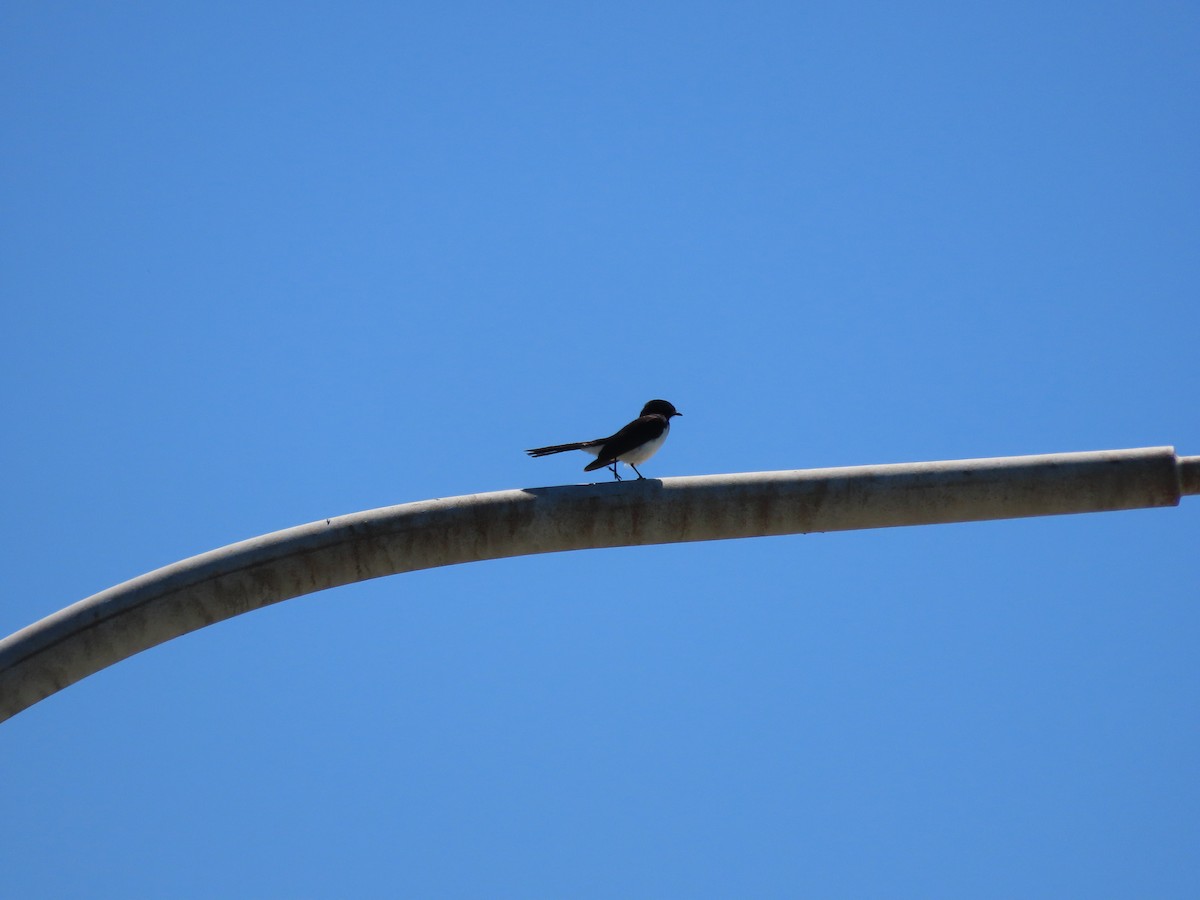 Willie-wagtail - ML642853956