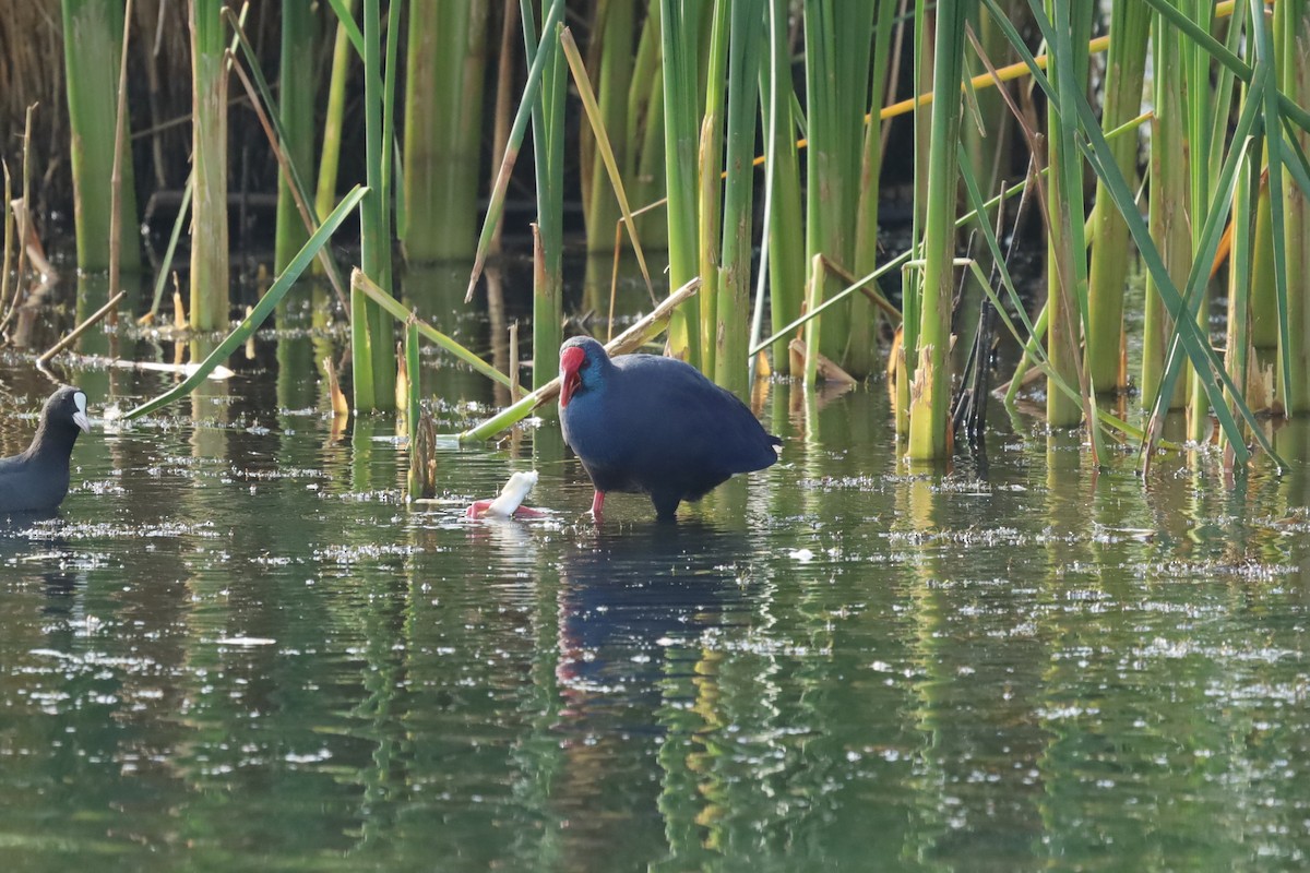 Western Swamphen - ML642853957