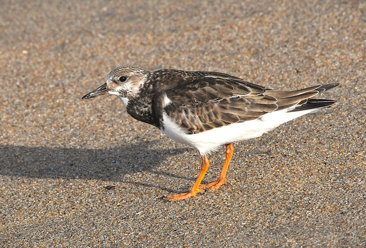 Ruddy Turnstone - ML642853958