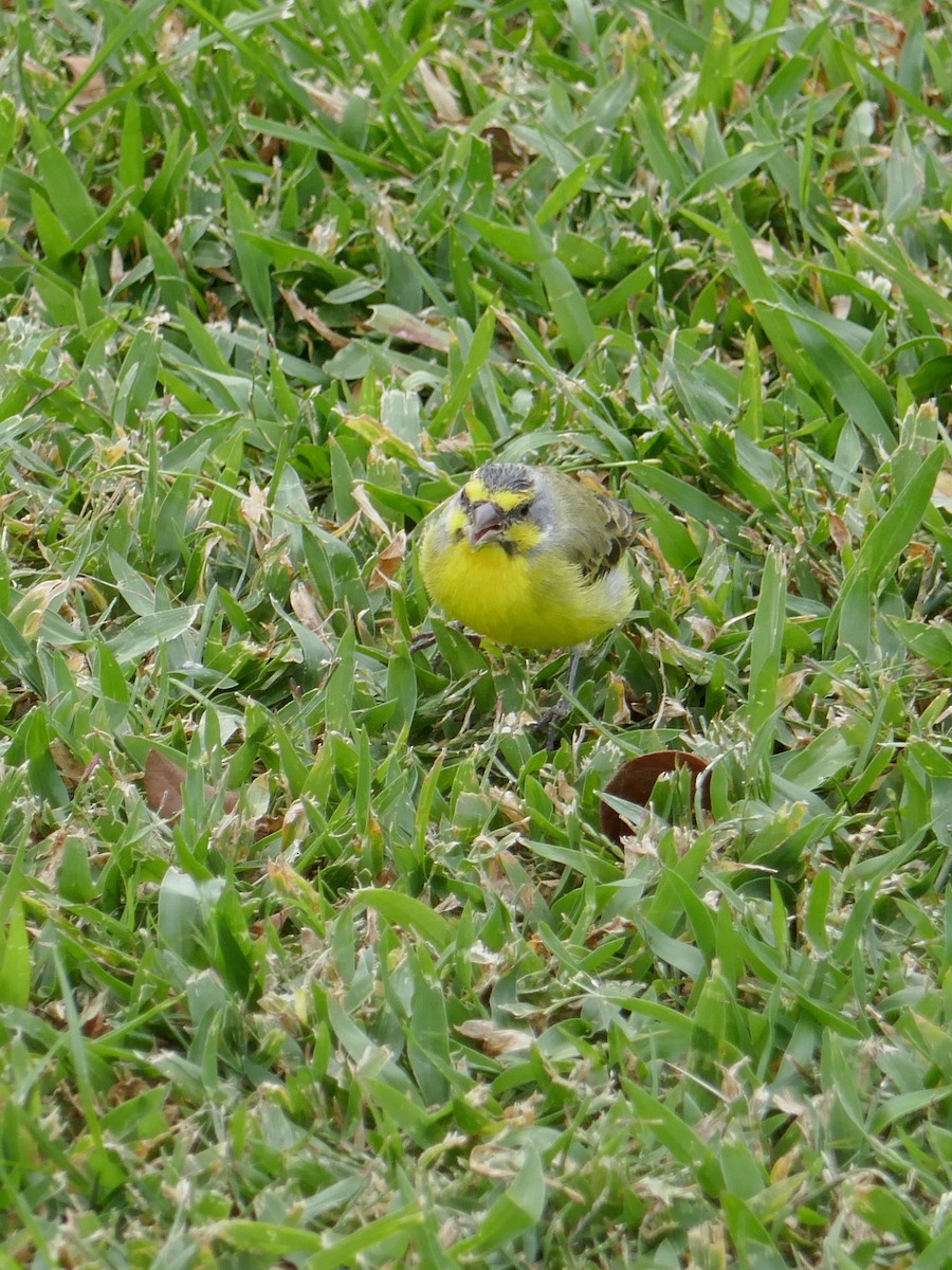 Yellow-fronted Canary - ML642853960