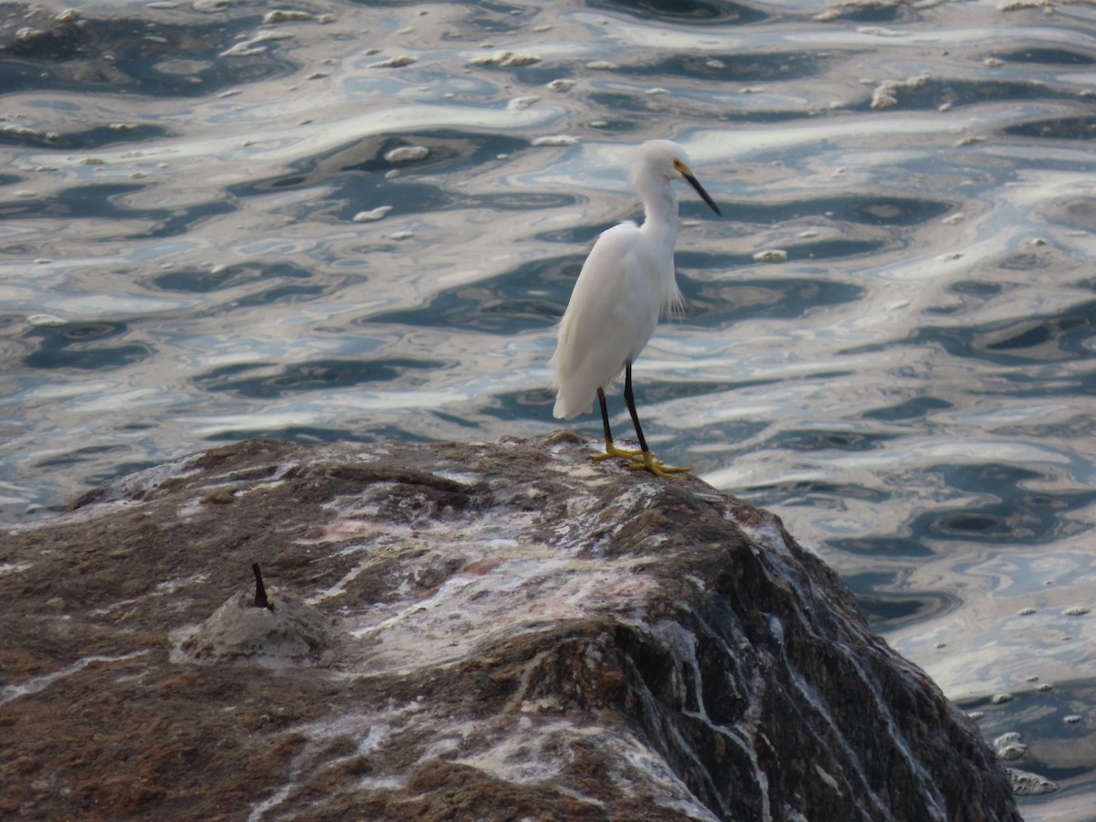 Snowy Egret - ML642853961