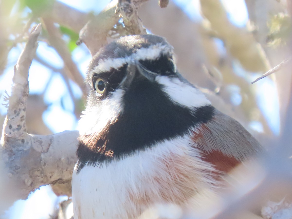 Red-shouldered Vanga - ML642853962