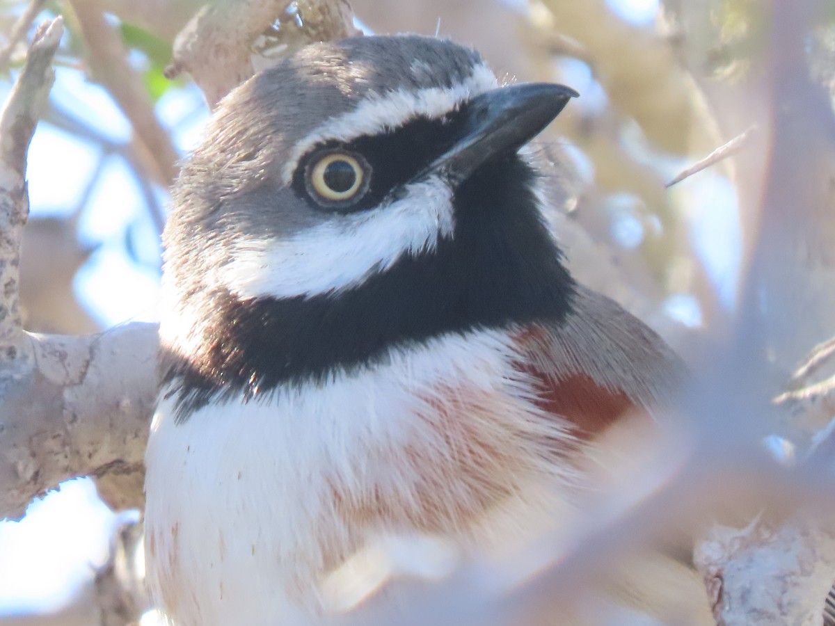 Red-shouldered Vanga - ML642853963