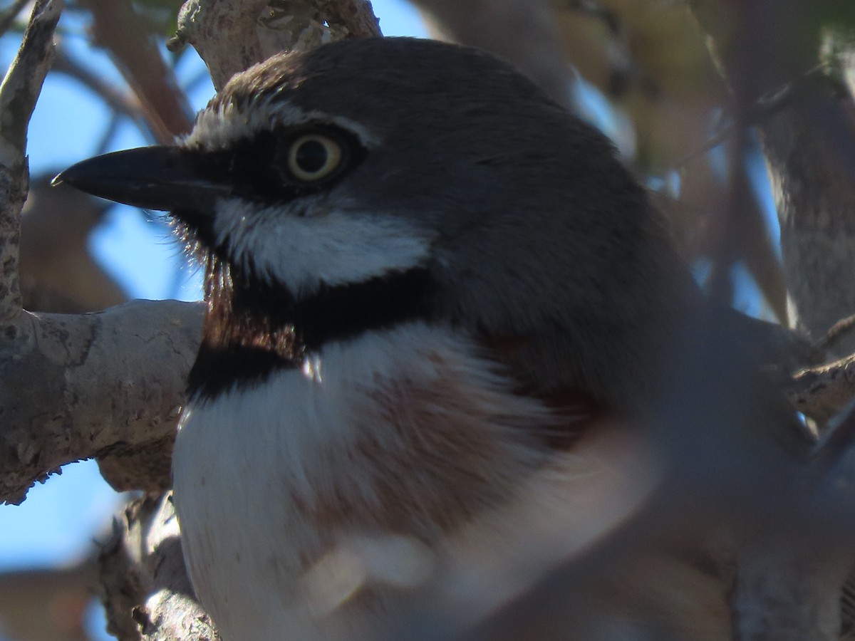 Red-shouldered Vanga - ML642853964